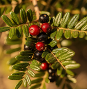 Pistacia lentiscus - Řečík lentišek (2/2)